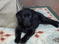 Black Dog Puppy 202//151